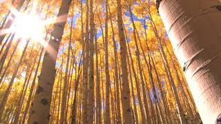 Fall trees with sunlight beaming through HD   Rayos de sol entre los árboles HD
