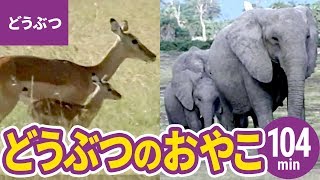 動物・いきものまとめ［5］大自然の動物親子：ライオン／ゾウ／キリン／サイ／カバ／シマウマ／チーター ほか〈104min〉