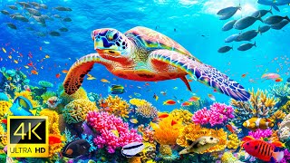 Underwater World 4K (ULTRA HD) - Discover the Beauty of Coral Reef Fish - Relaxing Sounds