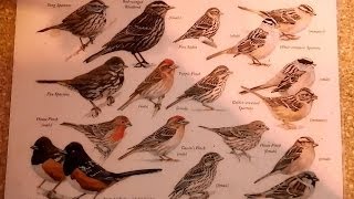 This is a quick and easy video guide for the most common birds you can
find in chaparral ecosystems of southern california. identify all b...