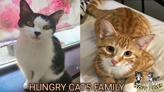 HUNGRY CATS FAMILY by Usman Ahmed 2,454 views 3 years ago 4 minutes, 8 seconds