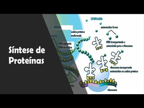 Vídeo: Como as células produzem e liberam proteínas?