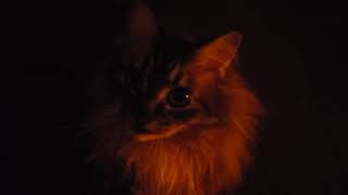 Vigo cat squeaks and purrs