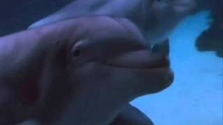 The Dolphins.wmv