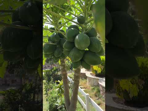 متى تنضج فاكهة البابايا تنومه