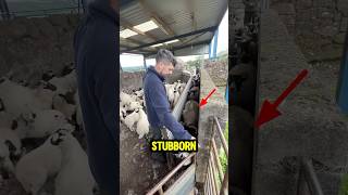 Stubborn Sheep Ruined The Shepherd’s Perfect Plan 😱🐑