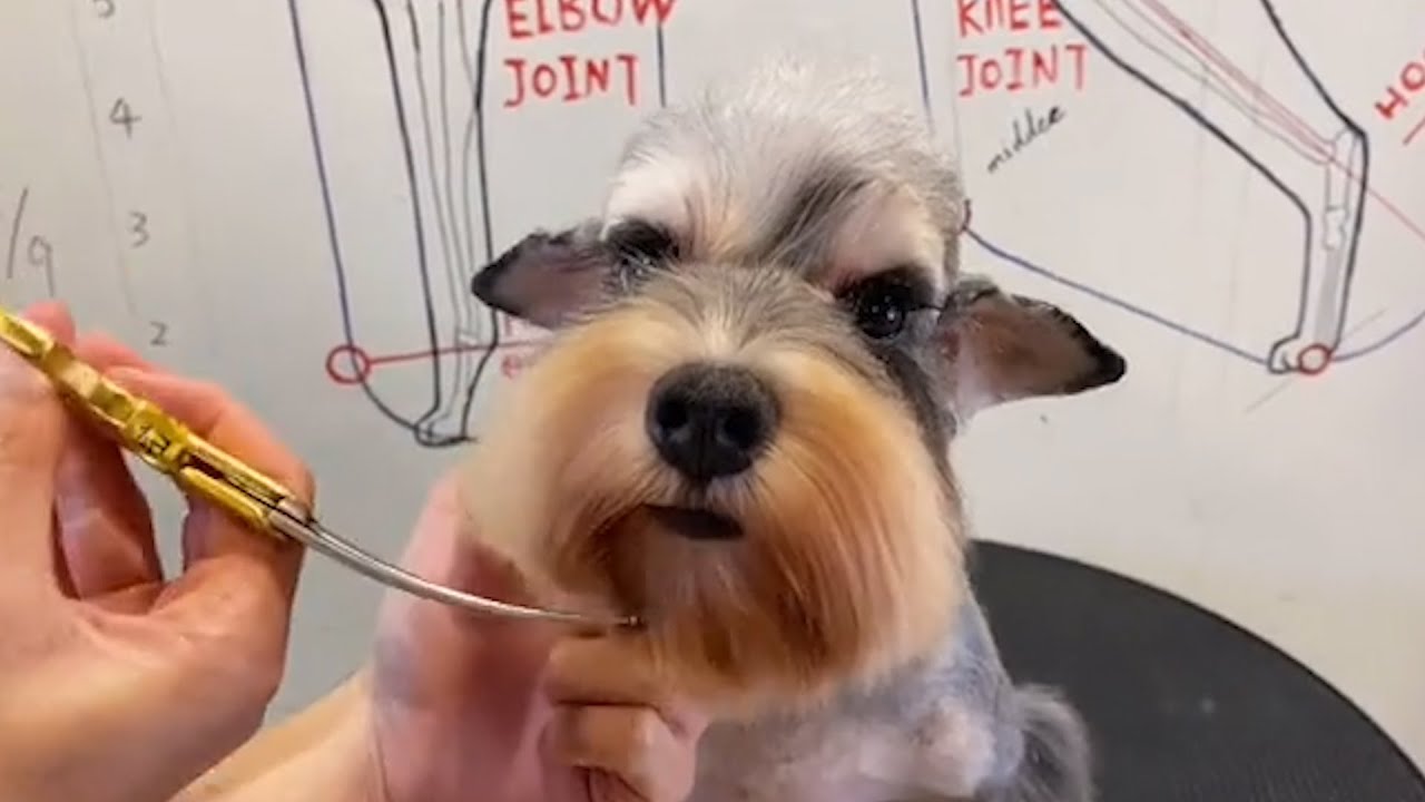 Schnauzer Dog Grooming Schnauzer Puppy Haircuts YouTube