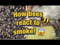 Smoke does not affect Bees!