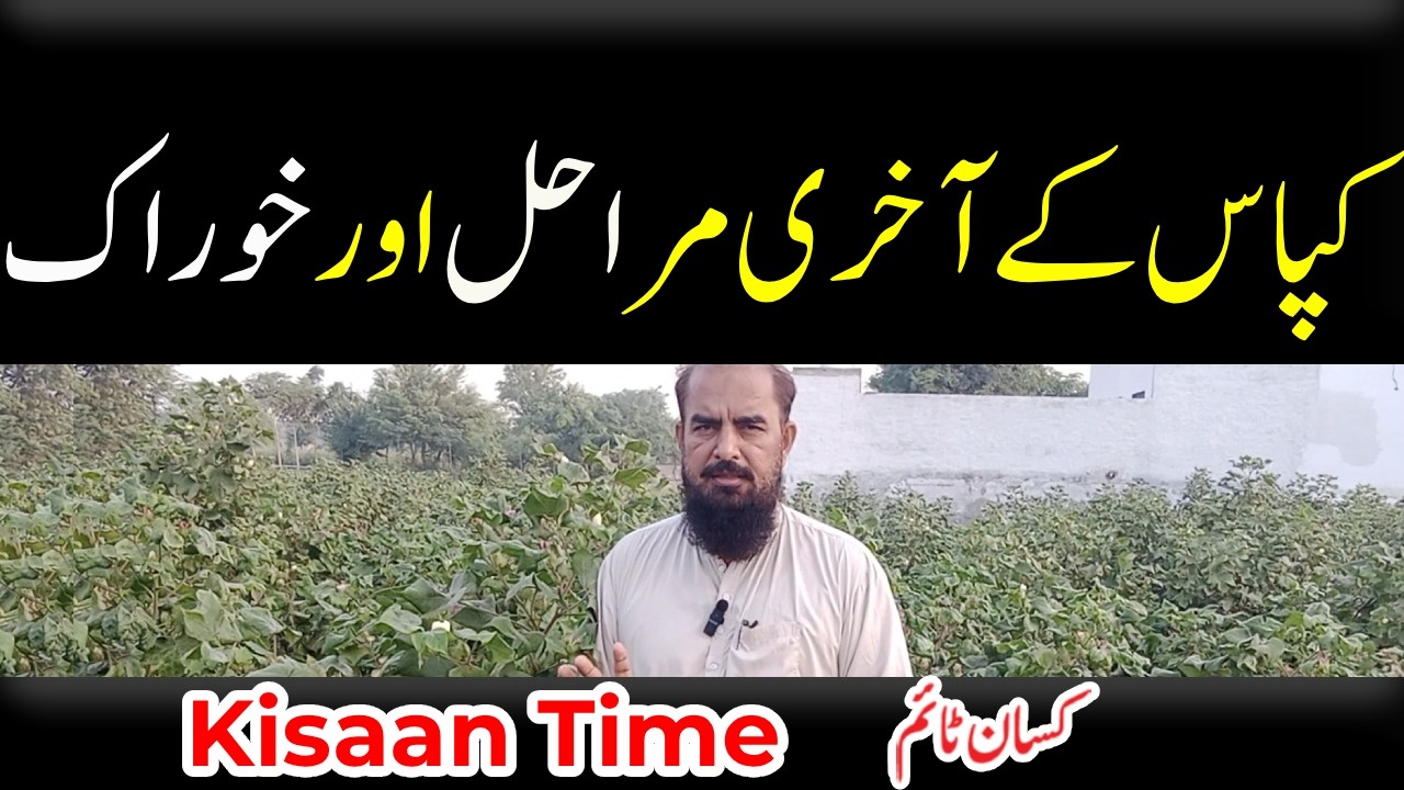 کپاس کی آخری سٹیج اور خوراک kisan time کسان ٹائم