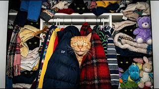 You Won’t Believe What These Sora Kitty Cats Do 😱 Internet Breaking Moments!