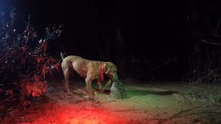 Mountain Cur- Betsy Smacked One