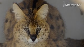 サーバルキャットのケビンの思い出〜Serval 