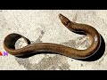 Indian Snake - kuche - Fish Cutting