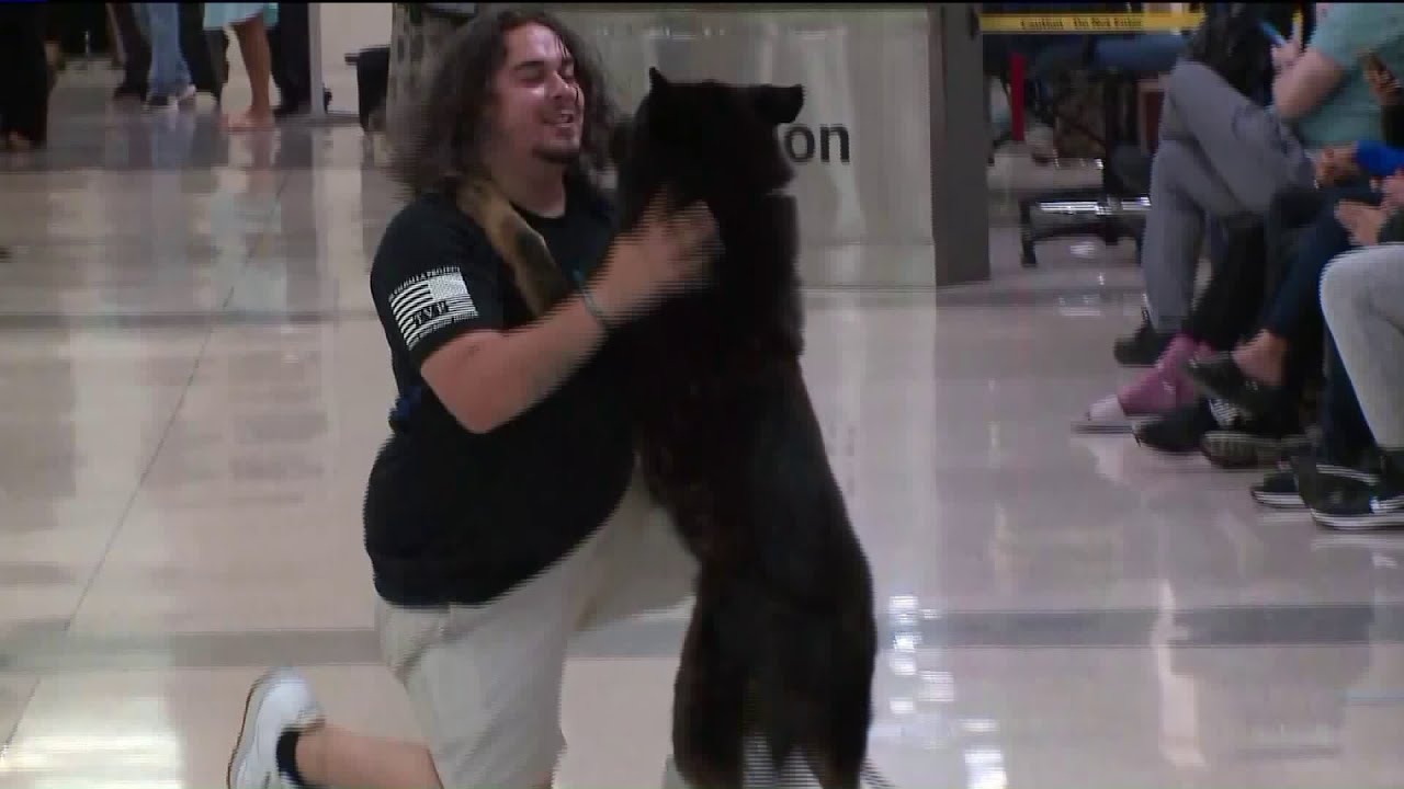 U.S. Marine reunited with military dog after years apart - YouTube
