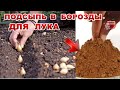 Я ВСЕГДА ПОДСЫПАЮ ЭТО- В БОРОЗДЫ ДЛЯ ПОСАДКИ ЛУКА ПОД ЗИМУ. ЗАЩИТА ОТ ЛУКОВОЙ МУХИ  И ЗАБОЛЕВАНИЙ.