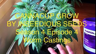 DUTCH GROWER’S GROW JOURNAL / Indoor CannaCup Grow / Worm Castings / Season 4 Episode 4