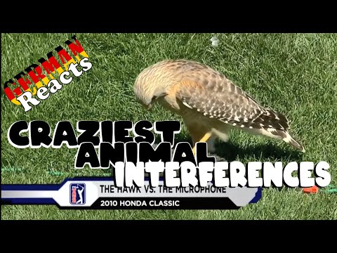 GERMAN Reacts to ANIMAL INTERFERENCES in Sports Compilation (MLB, NFL, Soccer,…)