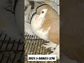#Lahori Sharze Pegion#Frill Pegion #Fancy Pegion#Fancy Birds and Animals Zone # Subscribe my ▶️