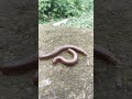 The Millipede With More Legs Than Common Sense