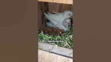 Albino Red eyes 😜