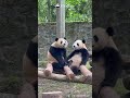 Panda Siblings Share The Sweetest Hug | iPanda #shorts