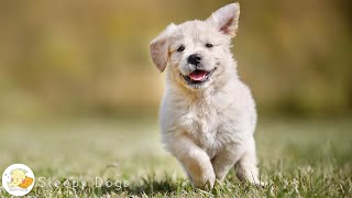 Music that dogs like  Music to relieve dog sleep stress and treat separation anxiety  Dog music