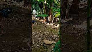 Sejuknya Hidup Di Desa Membuat Hati Adem Ayem  Suasana Hidup Di Desa hidupdidesa