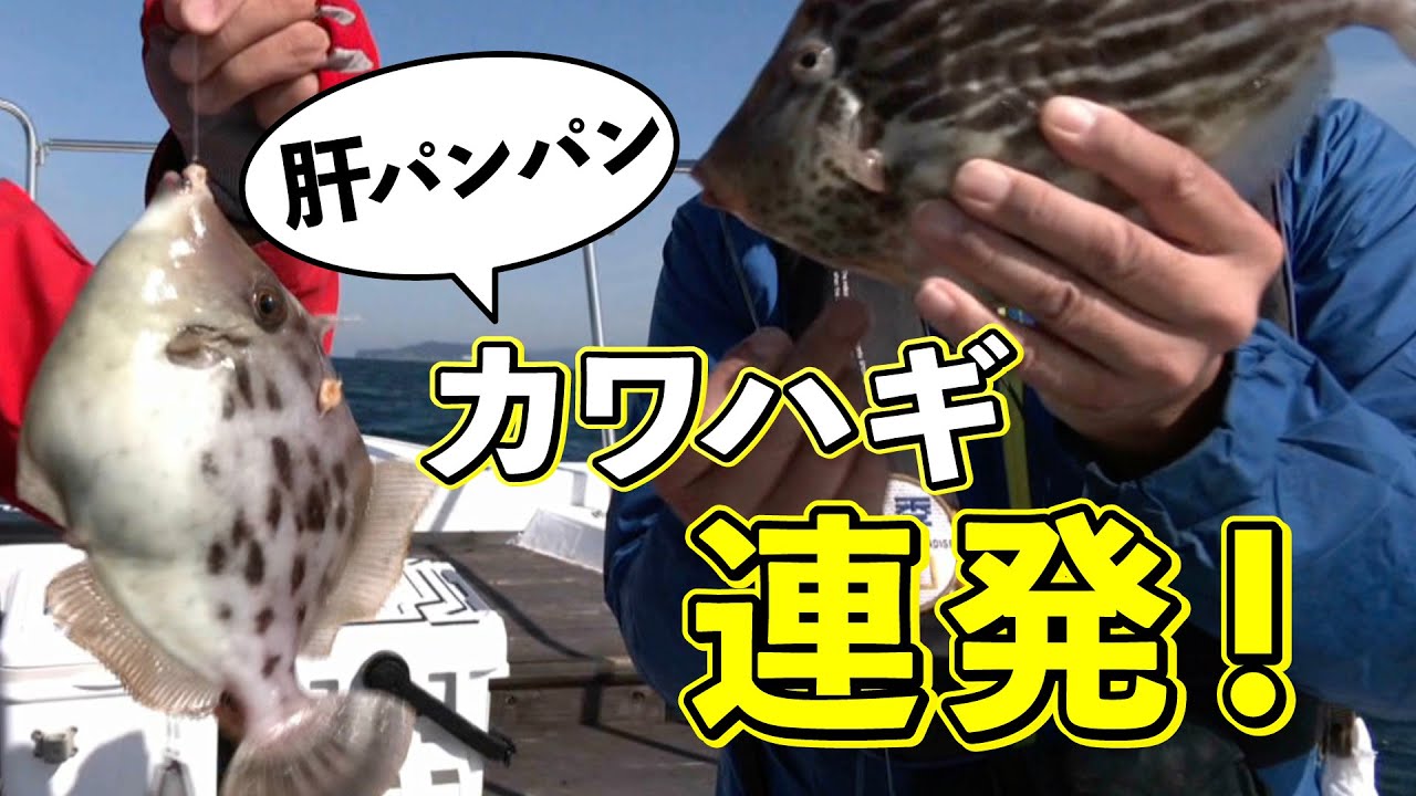 ルアーとエサで二刀流　アオリイカとカワハギのリレー釣り（四季の釣り/2025年11月28日放送）