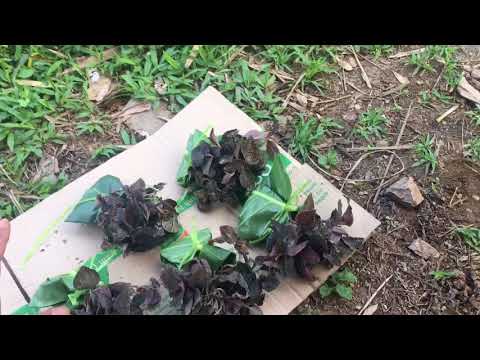 (đã hết )lan kim tuyến giá rẻ lh