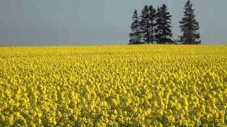 滝川市　丸加高原　菜の花畑 2014   Takigawa City Maruka Kogen Rape Field 2014