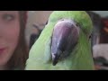 My African ringneck Kermit singing