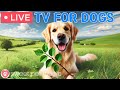 рџ ґ24 Hours Of Dog TVрџЋµрџђ Calming Music To Help Dogs Sleepрџђѕрџ Separation Anxiety Stress Relieving Music рџ ґ24 Hours Of Dog TVрџЋµрџђ Calming Music To Help Dogs Sleepрџђѕрџ Separation Anxiety Stress Relieving Music