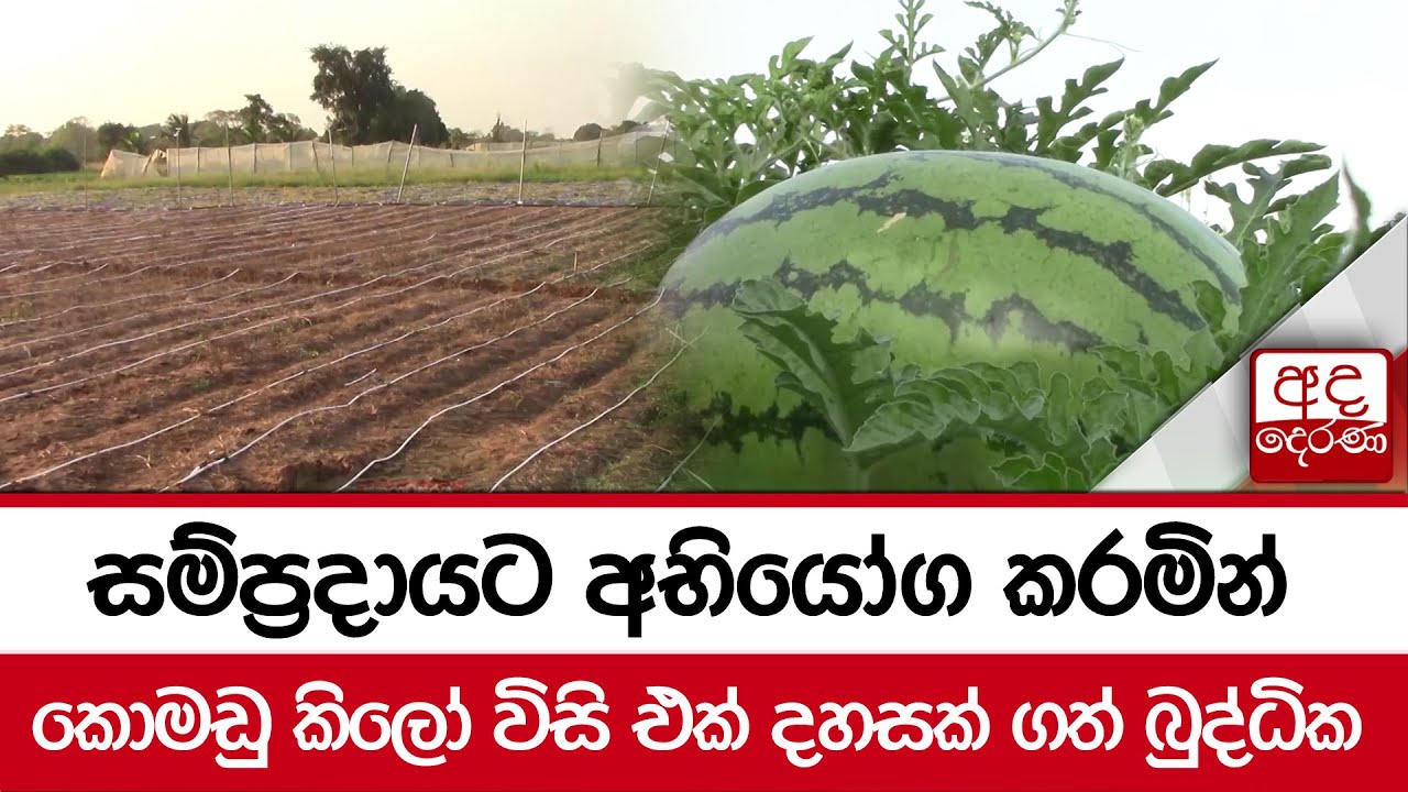 සම්ප්‍රදායට අභියෝග කරමින් කොමඩු කිලෝ විසි එක් දහසක් ගත් බුද්ධික