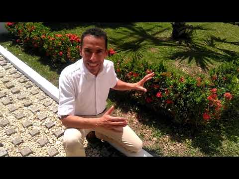 Video: ¿Cuánto sol necesita ixora?