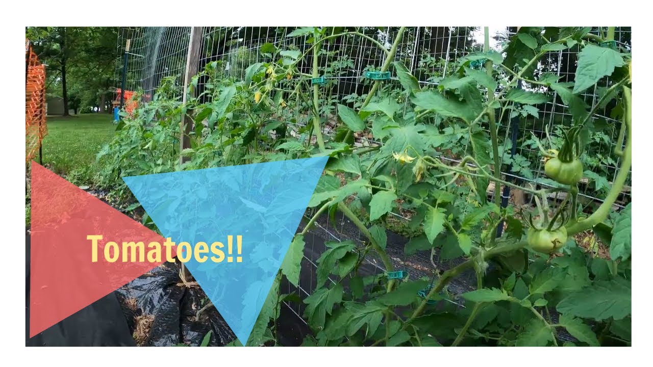 Tomato garden update for 6/27/2020