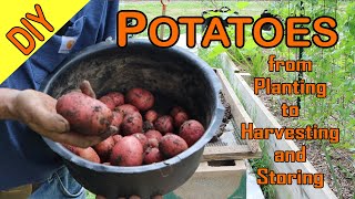 Better Potato Yield From Planting To Harvesting And Storing.