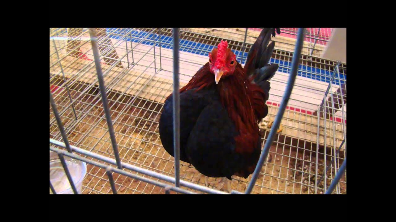 Ducks, Rabbits and Chickens at the 2013 Florida State Fair - YouTube
