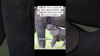 ☠️❌💔Elephant Grandma Abusing her granddaughter😭💔☠️❌#no #baby #fypシ #viral #video #trending #love