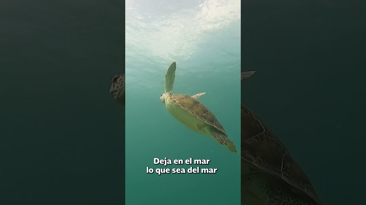 Cuidemos el arrecife de Puerto Morelos