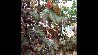 Observing Nature By Tristan