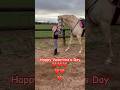Happy valentines day  ivy unicorn ace showjumping horseriding horse equestrian horselover l