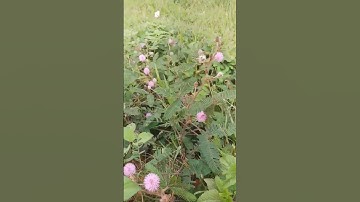 Hoa trinh nữ _ hoa xấu hổ #shorts