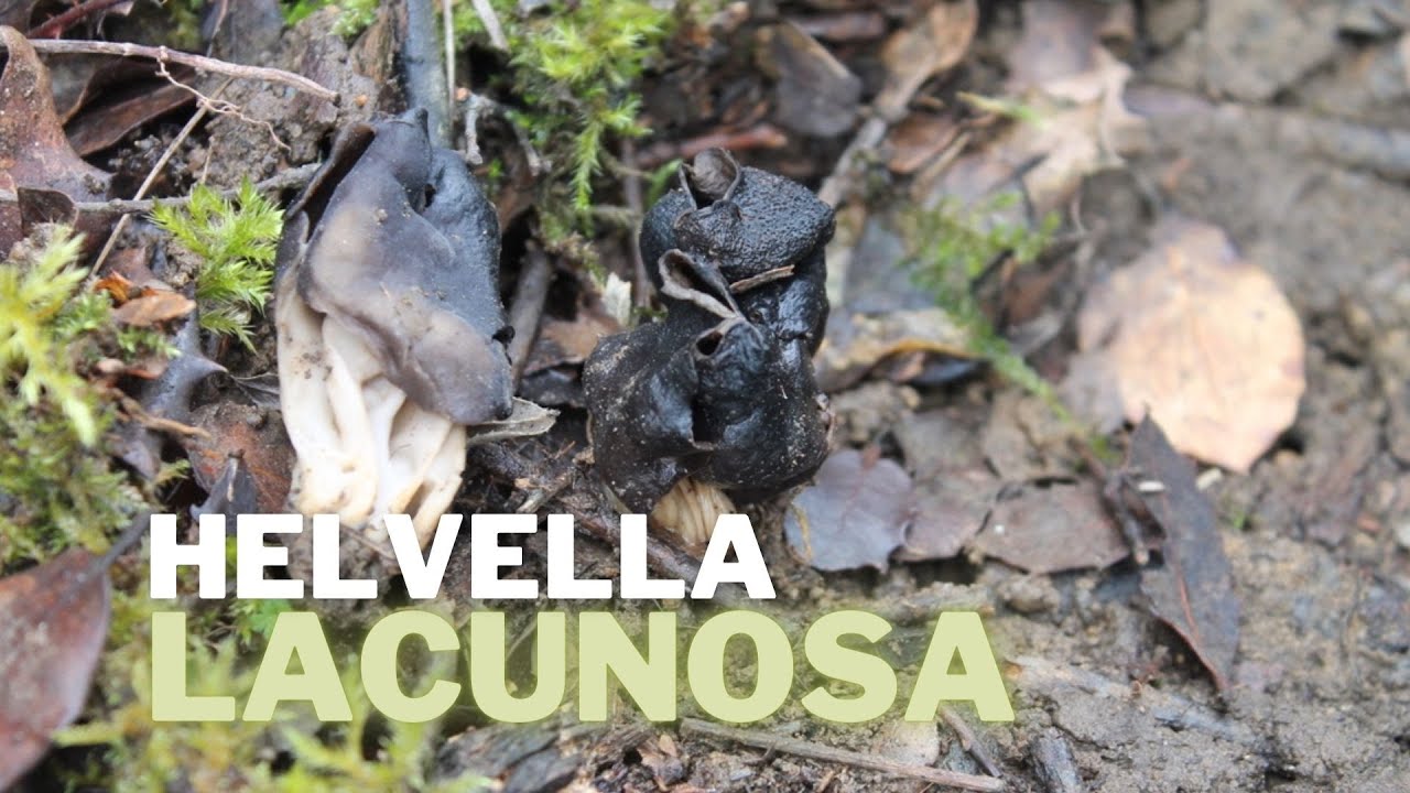 Helvella lacunosa | COMESTIBLE DUDOSO - seta oreja de gato negra