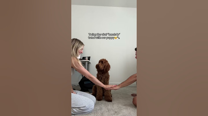 Trying the viral hands in trend with our pup 🥹 #puppy #puppylife