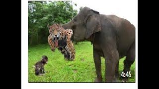 Elephant Herd Rescue Baby Monkey From Leopard Huning