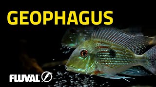 Gorgeous, Graceful & Generally Gentle | Geophagus pt. 1