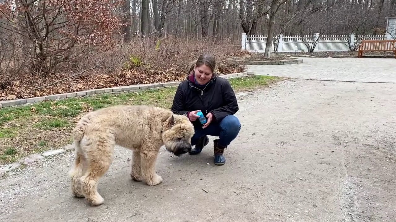 Best Dog Training Toledo, Ohio! 7 Month Old Bouvier Des Flandres, Annabelle!