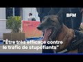 ROBIN DE BFM À CANNES - Pendant le festival, les chiens renifleurs traquent les stupéfiants