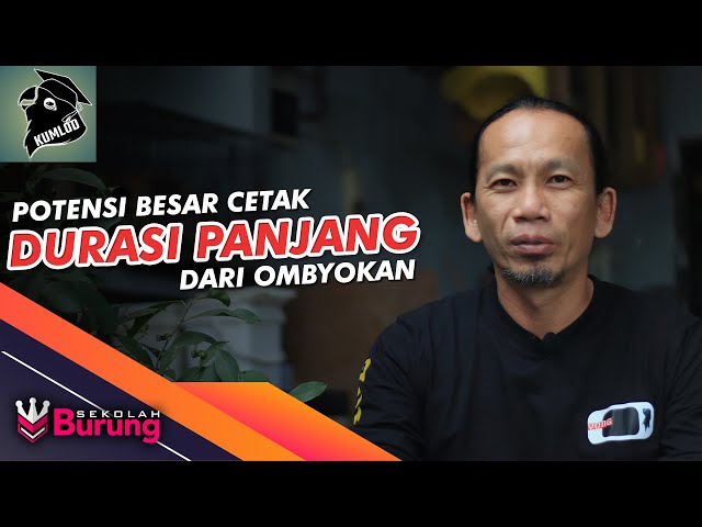 Sekolah Burung #25: Potensi Besar Dalam Mencetak Lovebird Durasi Panjang Jeda Rapet Dari Ombyokan class=