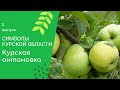 СИМВОЛЫ КУРСКОЙ ОБЛАСТИ: КУРСКАЯ АНТОНОВКА